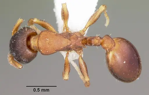 Leptothorax muscorum specimen
