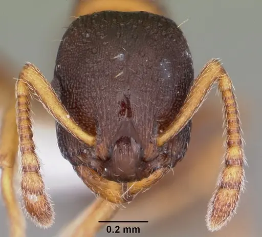 Leptothorax muscorum specimen