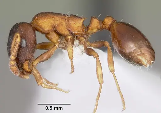 Leptothorax muscorum specimen