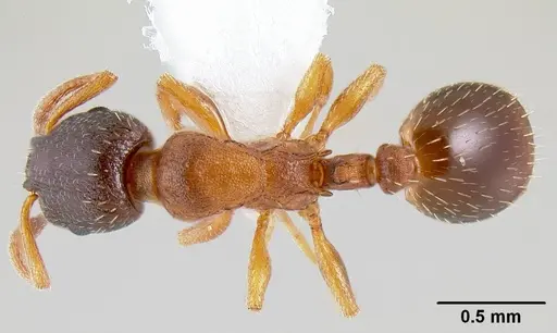 Leptothorax muscorum - CASENT0106029