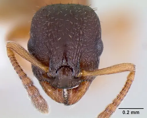 Leptothorax muscorum - CASENT0106029