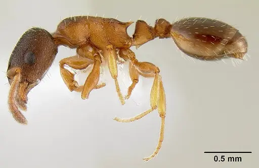 Leptothorax muscorum - CASENT0106029