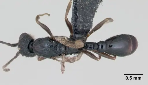 Leptothorax muscorum - CASENT0173191