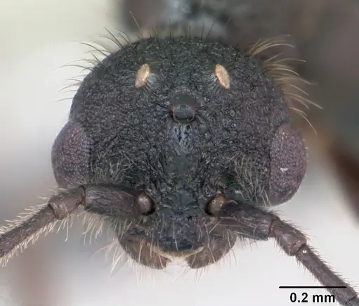 Leptothorax muscorum - CASENT0173191