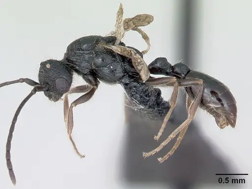 Leptothorax muscorum - CASENT0173191