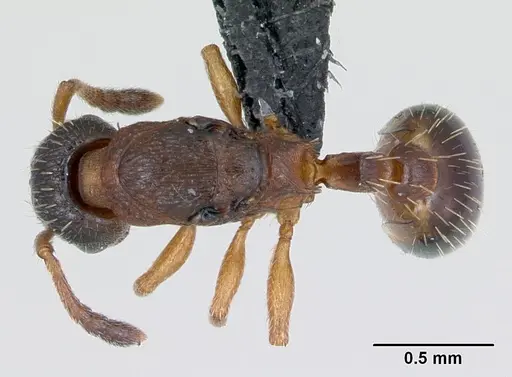 Leptothorax muscorum - CASENT0173195