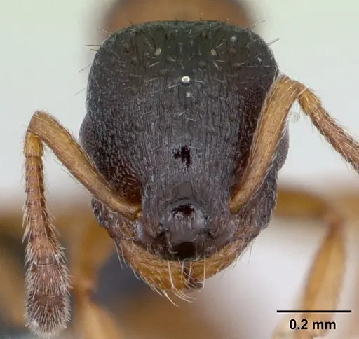 Leptothorax muscorum - CASENT0173195