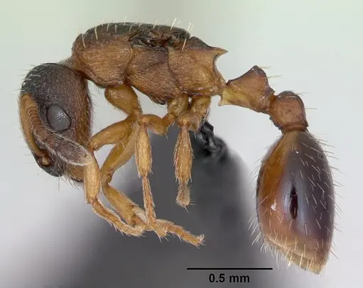 Leptothorax muscorum - CASENT0173195