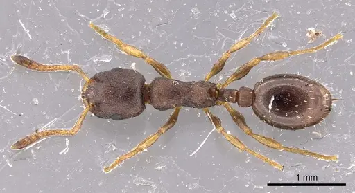 Leptothorax muscorum - CASENT0901771