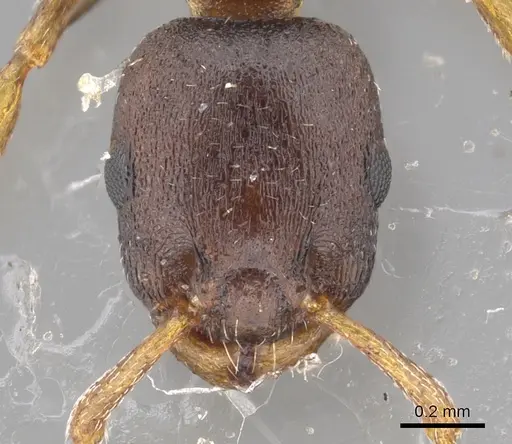 Leptothorax muscorum - CASENT0901771