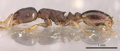 Leptothorax muscorum - CASENT0901771