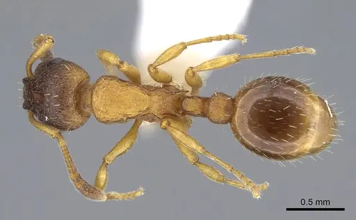 Leptothorax muscorum - CASENT0914977