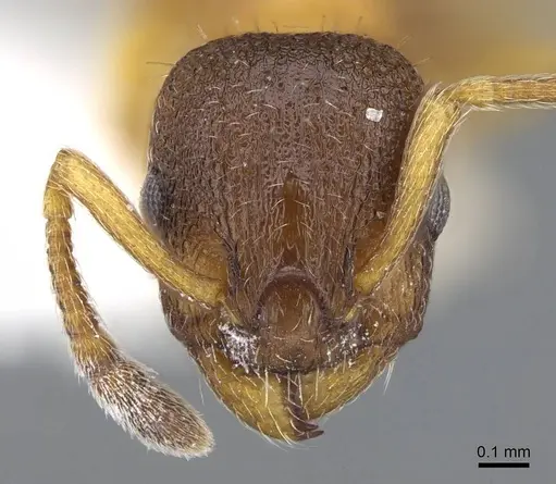 Leptothorax muscorum - CASENT0914977