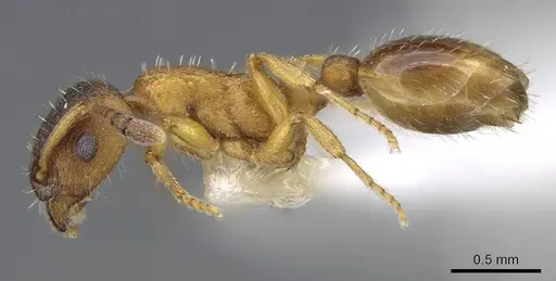 Leptothorax muscorum - CASENT0914977