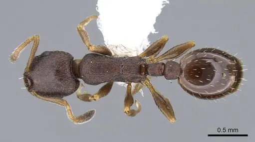 Leptothorax muscorum - CASENT0914981