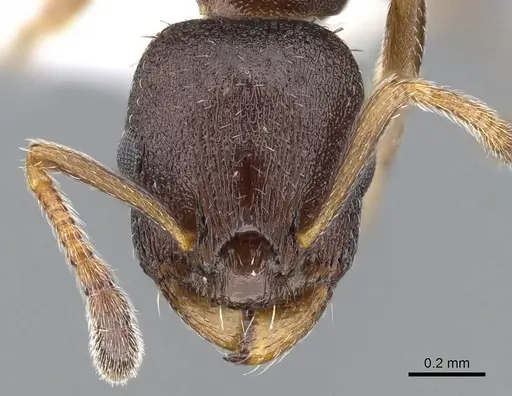 Leptothorax muscorum - CASENT0914981