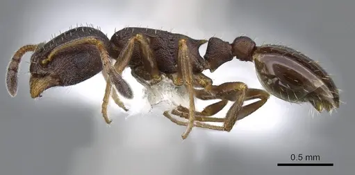 Leptothorax muscorum - CASENT0914981