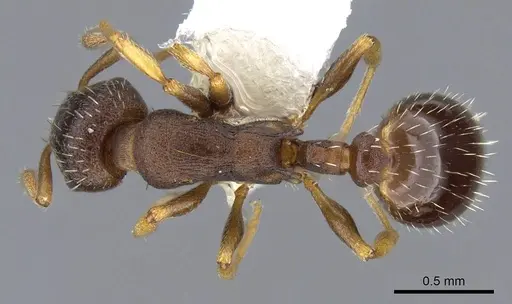 Leptothorax muscorum - CASENT0914982