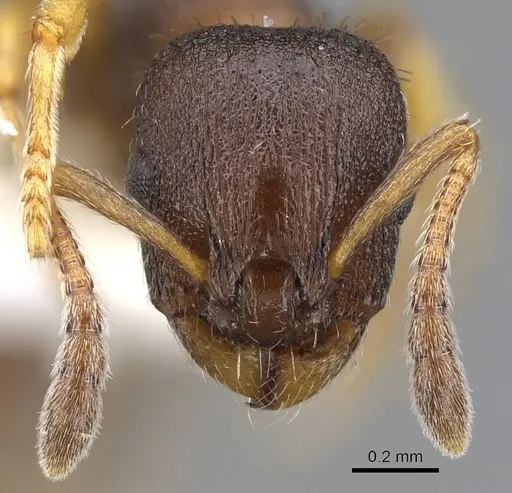 Leptothorax muscorum - CASENT0914982