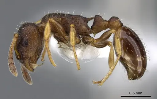 Leptothorax muscorum - CASENT0914982