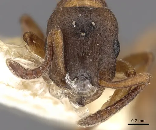 Leptothorax paraxenus specimen