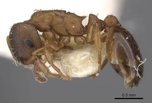 Leptothorax paraxenus specimen