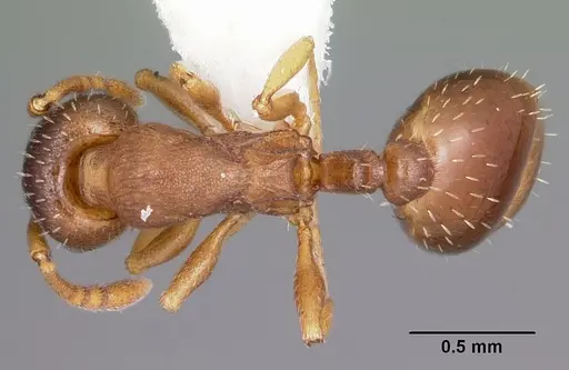 Leptothorax retractus specimen