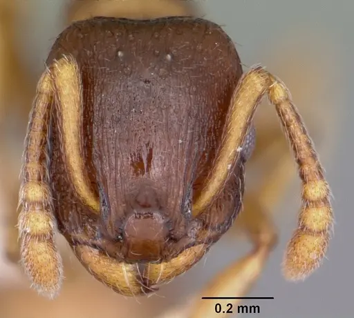 Leptothorax retractus specimen