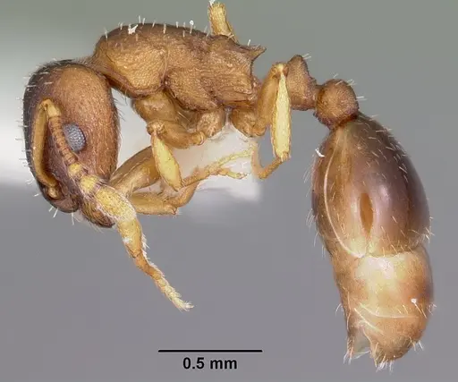 Leptothorax retractus specimen