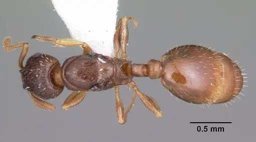 Leptothorax retractus - CASENT0104799