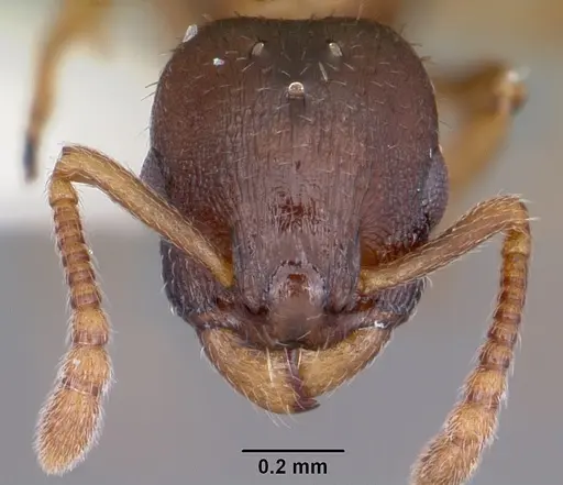 Leptothorax retractus - CASENT0104799