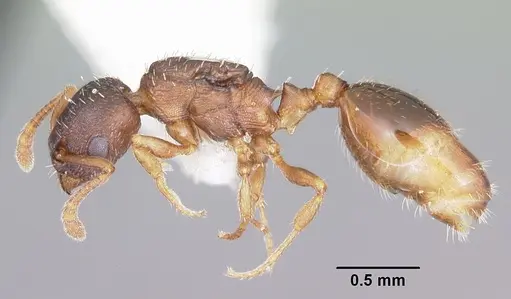 Leptothorax retractus - CASENT0104799