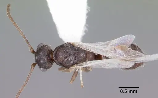 Leptothorax retractus - CASENT0104800