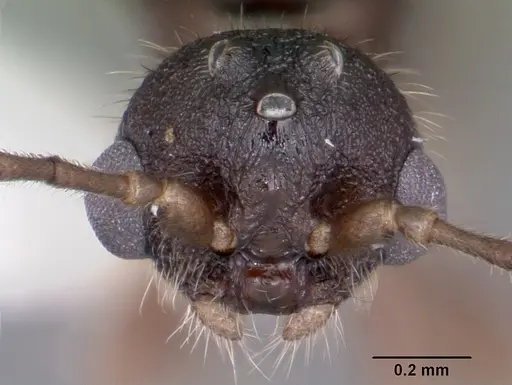 Leptothorax retractus - CASENT0104800