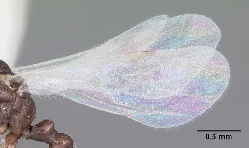 Leptothorax retractus - CASENT0104800