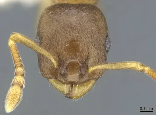 Leptothorax retractus - CASENT0911190