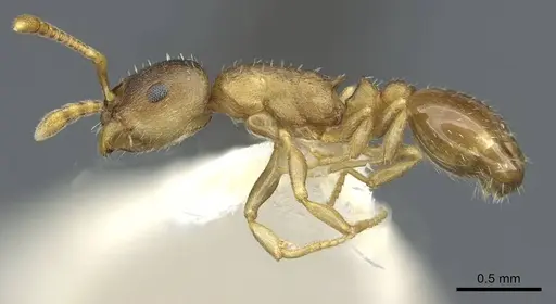 Leptothorax retractus - CASENT0911190