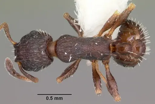 Leptothorax sphagnicola specimen