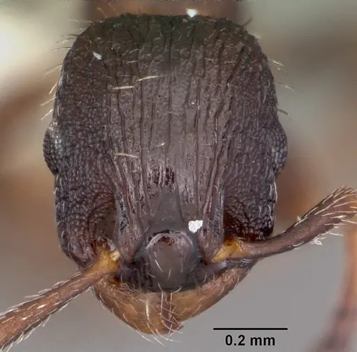 Leptothorax sphagnicola specimen