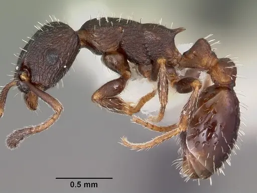 Leptothorax sphagnicola specimen
