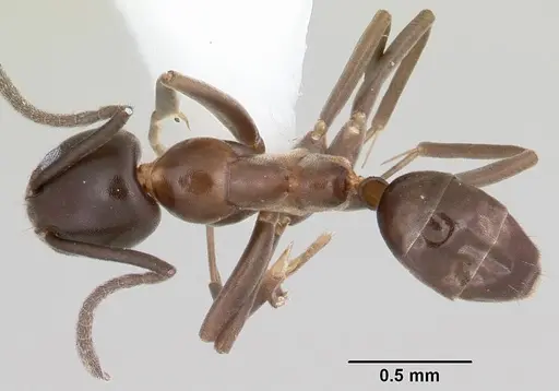 Linepithema anathema specimen