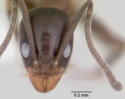 Linepithema anathema specimen