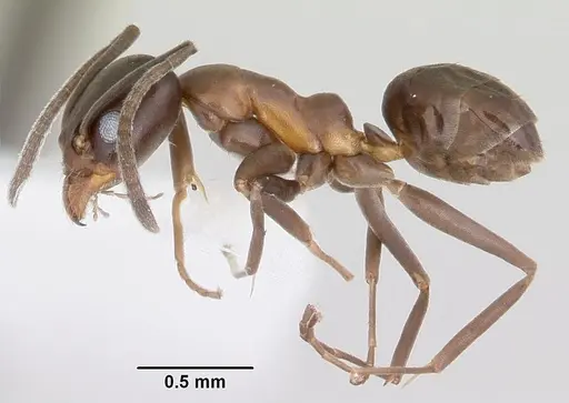 Linepithema anathema specimen