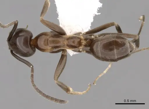 Linepithema anathema - CASENT0249736