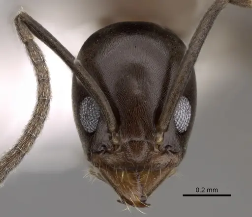 Linepithema anathema - CASENT0249736