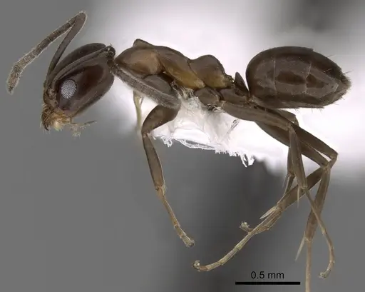 Linepithema anathema - CASENT0249736