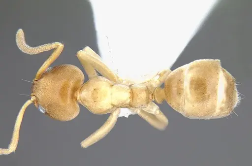 Linepithema angulatum specimen