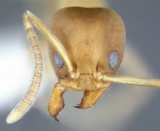 Linepithema angulatum specimen