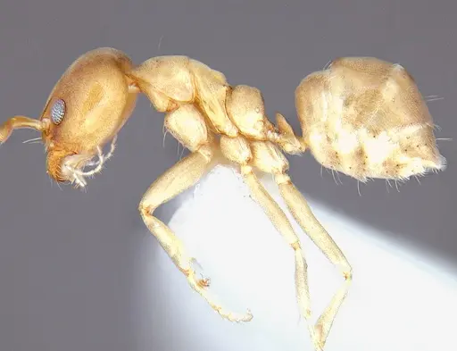Linepithema angulatum specimen