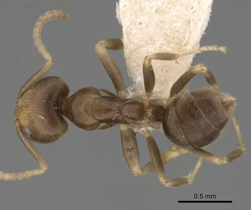 Linepithema angulatum - CASENT0249737